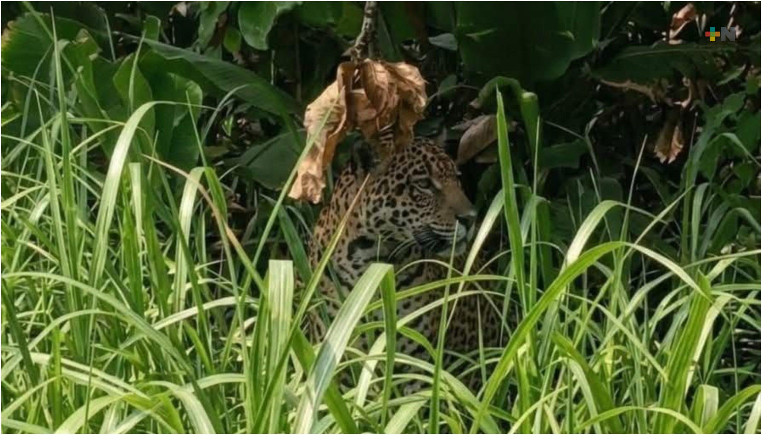 Sin confirmar, circula avistamiento de jaguar en el sur de Veracruz