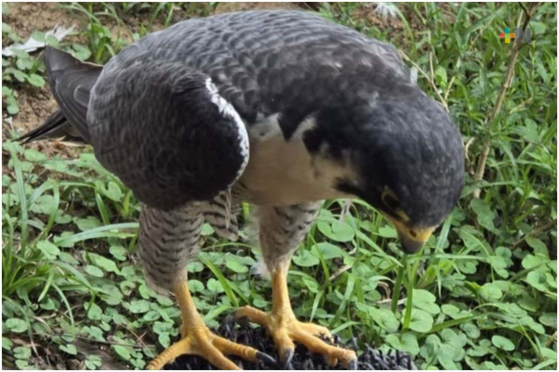 Conmemoran Día de las Aves Migratorias con liberación de halcón en Xalapa