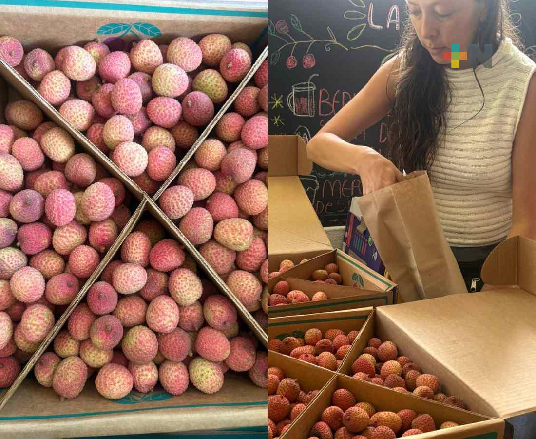 Comienza la temporada de la fruta lichi en Veracruz