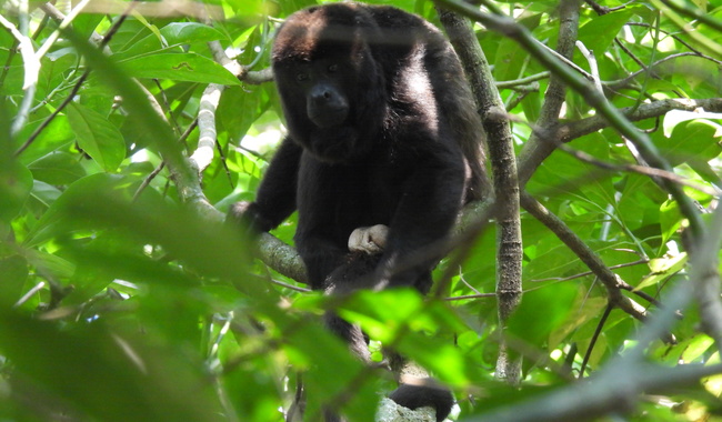 Profepa libera 30 monos aulladores en la Reserva de la Biosfera de los Tuxtlas, Veracruz