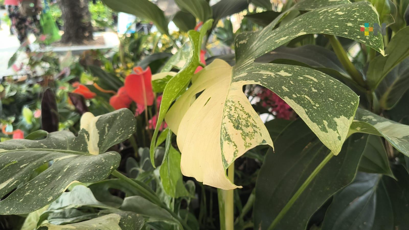 “Monstera Thai Constellation”, planta muy buscada por coleccionistas