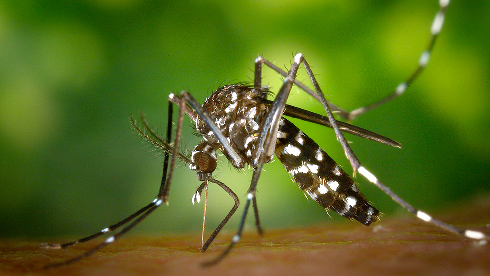 Eliminar criaderos de mosco, vital para prevenir proliferación del dengue