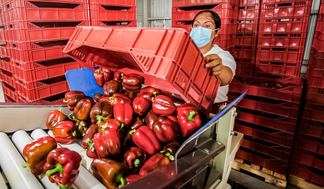 México envía primer embarque de pimiento morrón a Japón