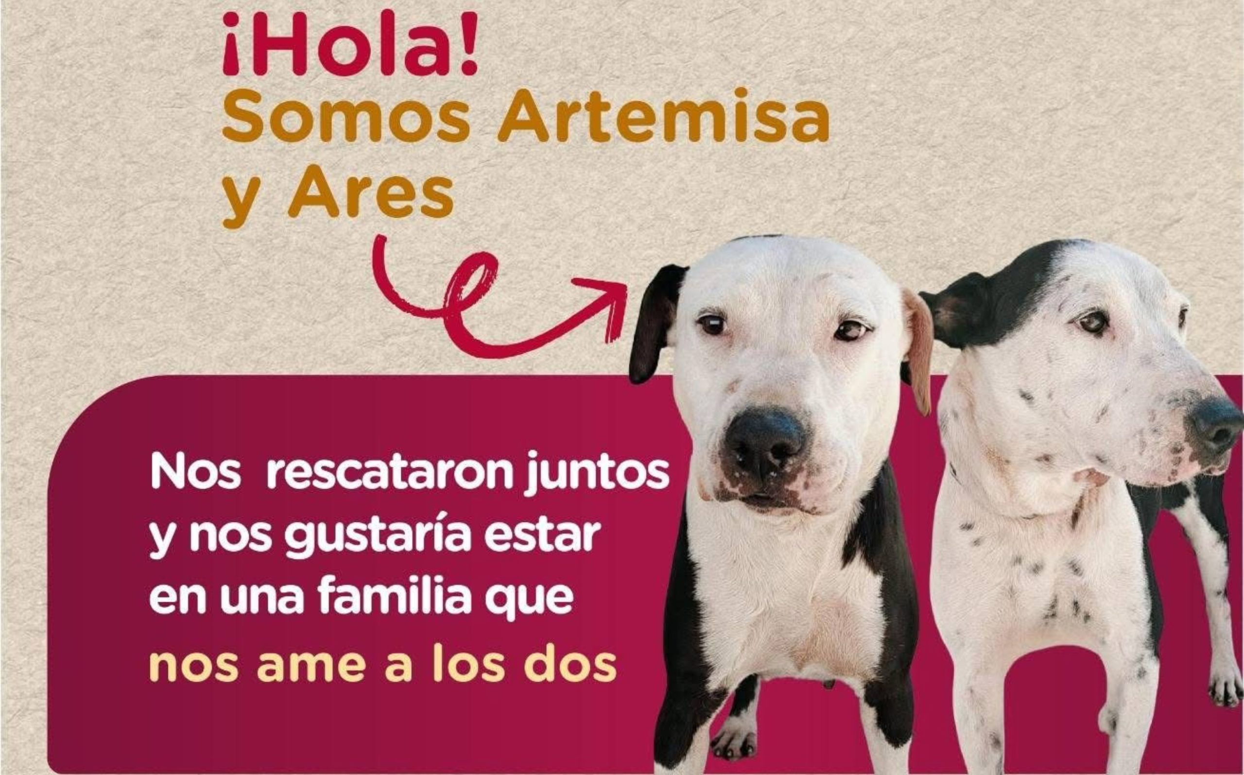 Lanzan campaña para adoptar perros rescatados en Coatza