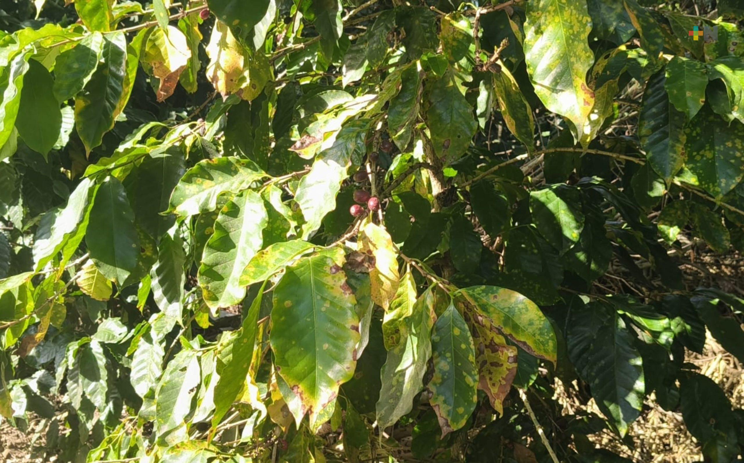 Sanidad vegetal y pecuaria una prioridad para el campo de Veracruz