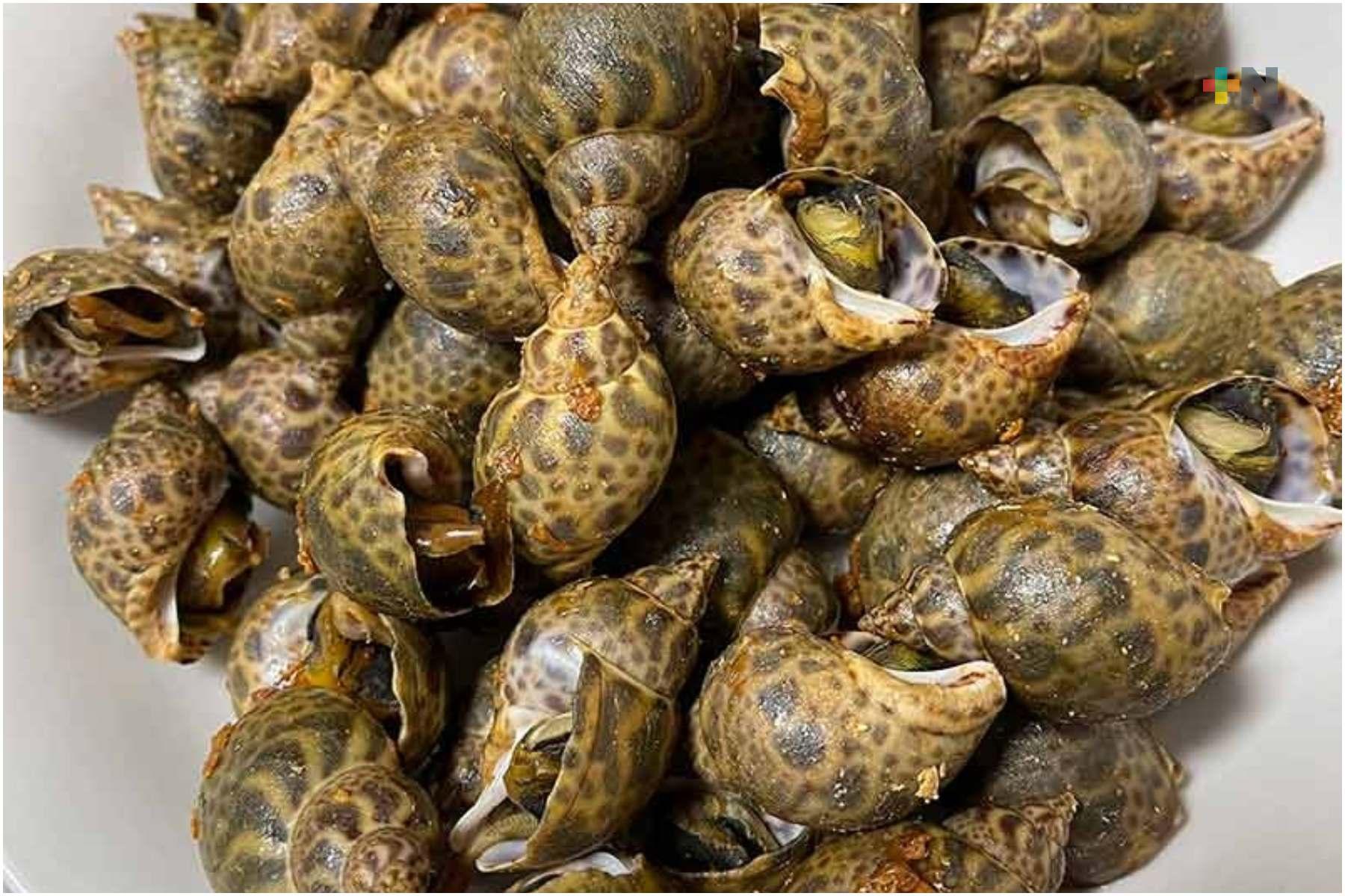 Tegogolos de Catemaco: producción sustentable que impulsa empleo y preservación en Los Tuxtlas