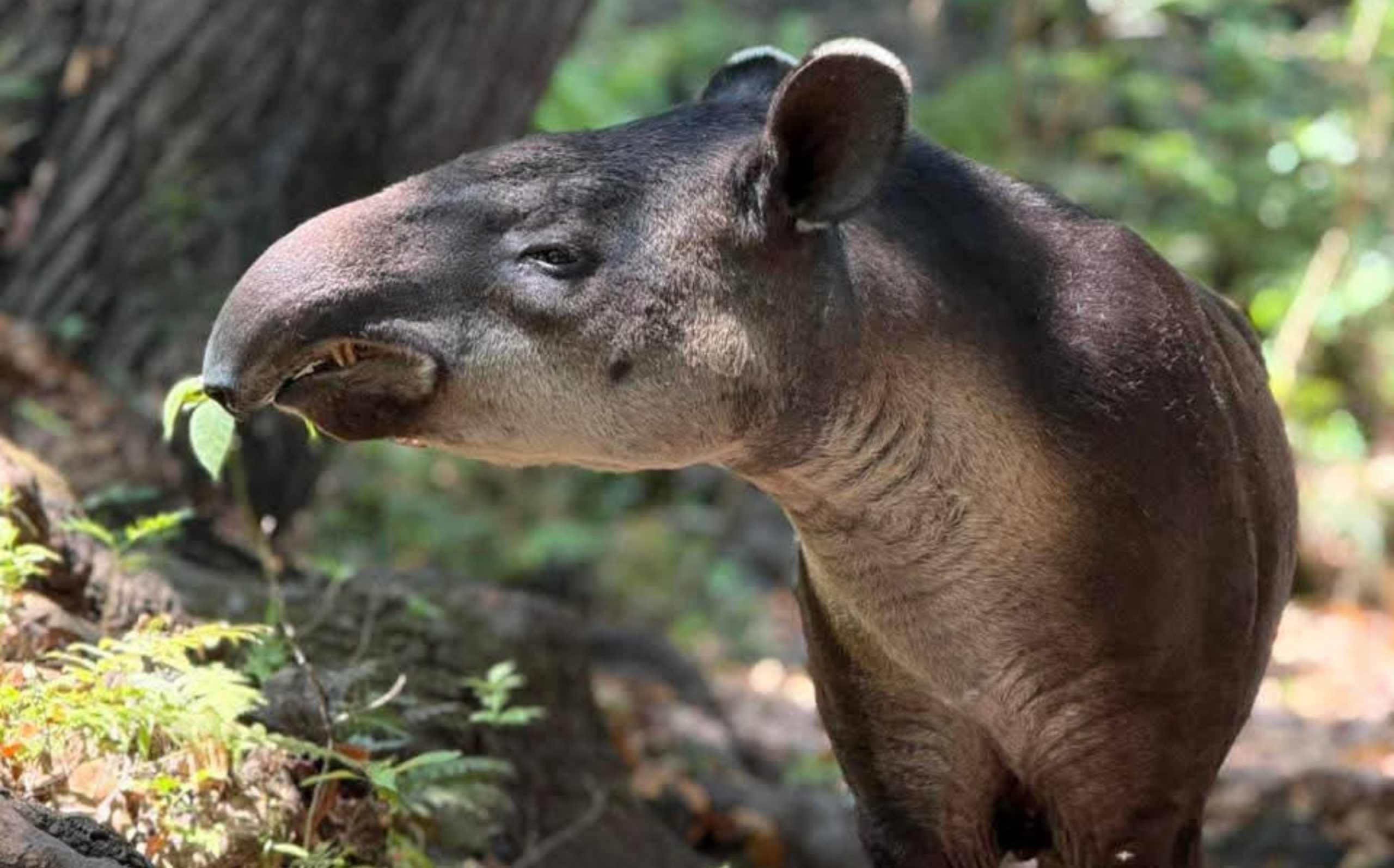 Se recupera tapir rescatado en Las Choapas
