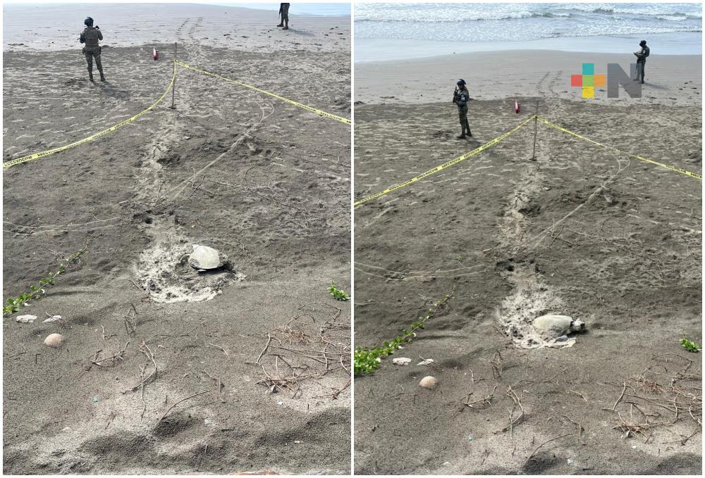 Tortuga desova en playa Gaviota de Boca del Río