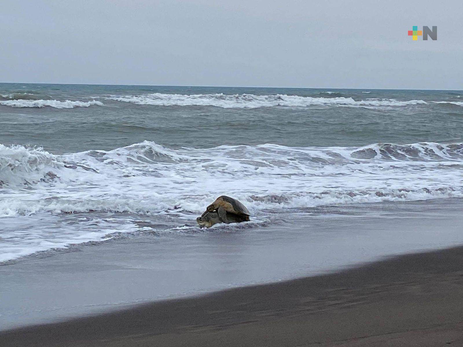 Inician los apareamientos de tortugas en playas del Golfo de México