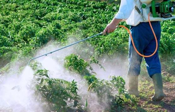 Uso responsable de plaguicidas fortalece salud, productividad y medio ambiente