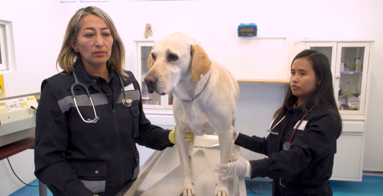Es muy fácil proteger a tus mascotas del Gusano Barrenador del Ganado