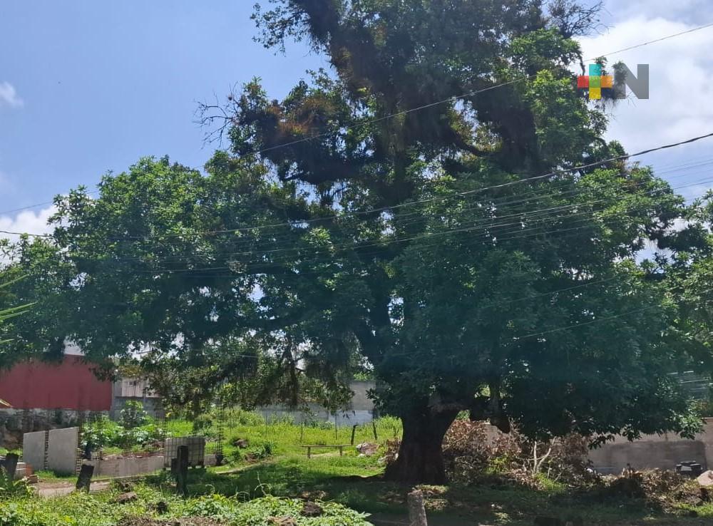 Vecinos de Banderilla defienden a roble con más de 300 años
