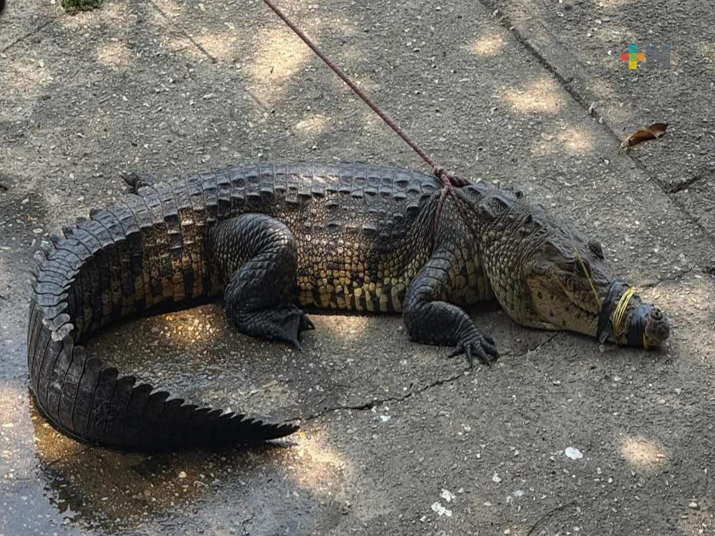 Capturan cocodrilo en carretera a Las Barrillas en Coatzacoalcos
