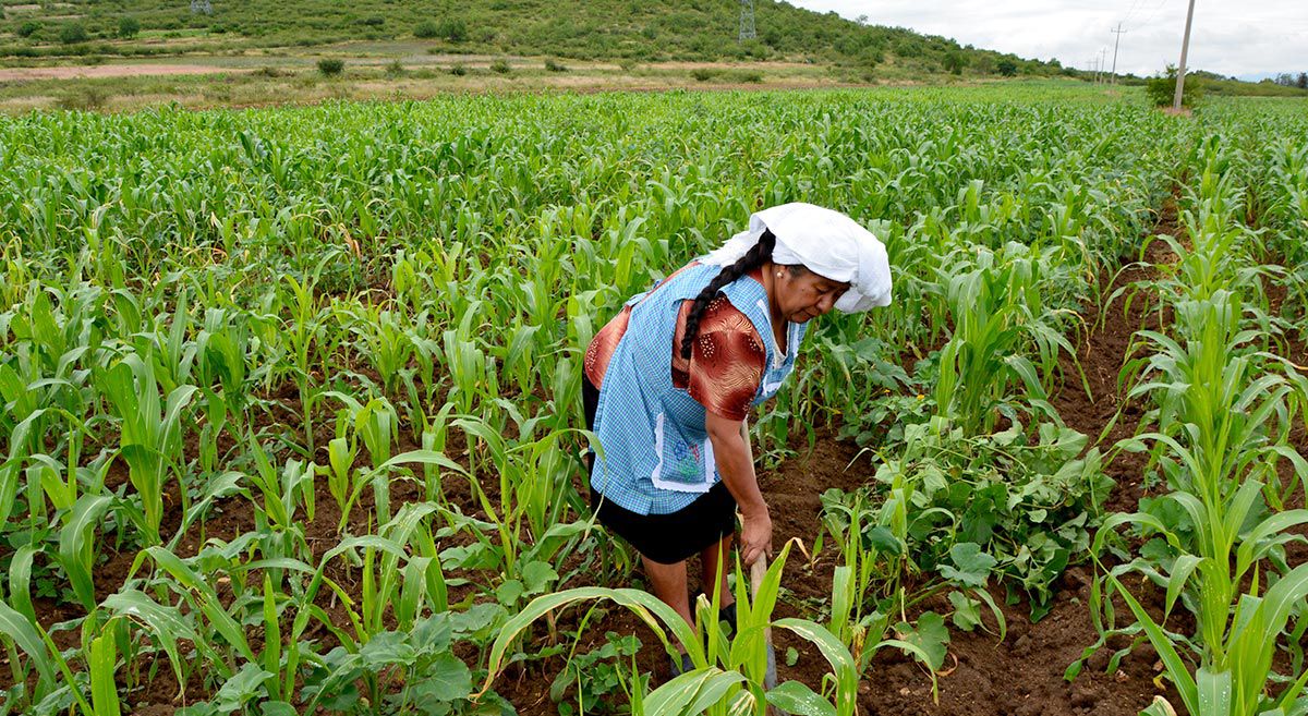 En apoyo al campo veracruzano, el Gobierno de México liberó el 11 de mayo a 3,418 mujeres productoras y pequeños productores de sus adeudos con la FND