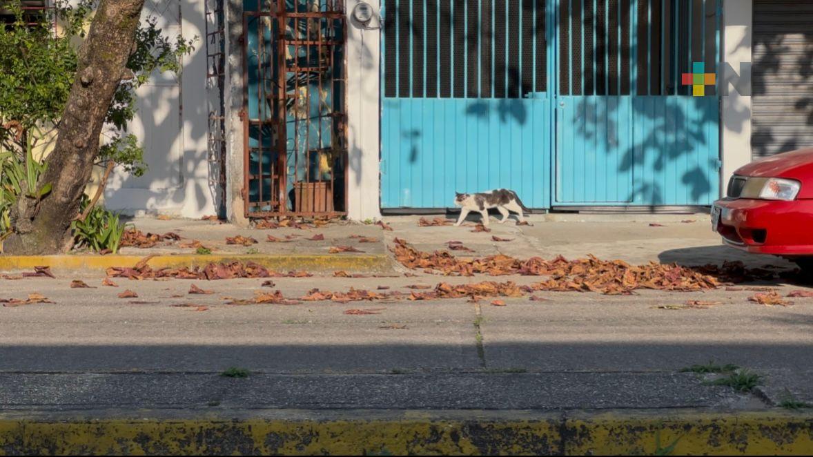 Minatitlán realizará primera F eria de Adopción de mascotas