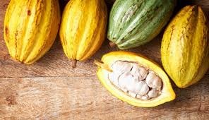 Cacao veracruzano rumbo a Europa, con reconocimiento internacional
