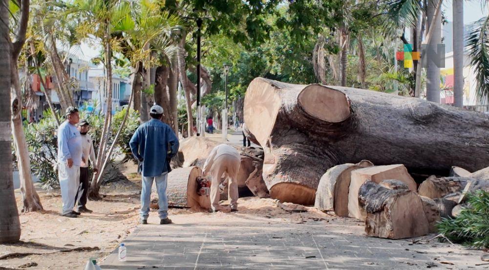 Retiran árbol antiguo en Díaz Mirón por riesgo de colapso