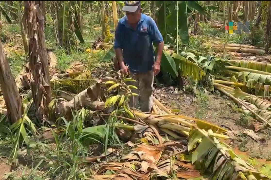 Fuertes vientos dañan plantíos de plátano en la Cuenca del Papaloapan