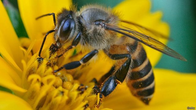 Día Mundial de las Abejas