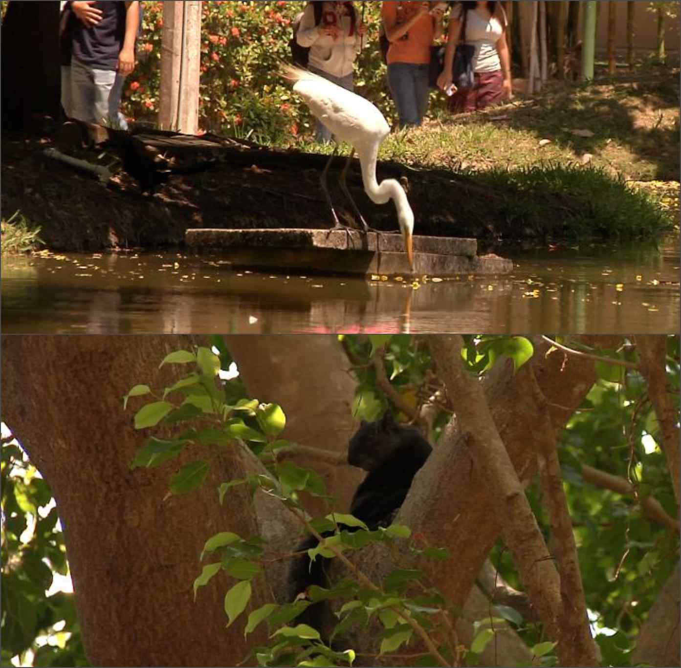 Fauna urbana busca fuentes de agua para hidratarse
