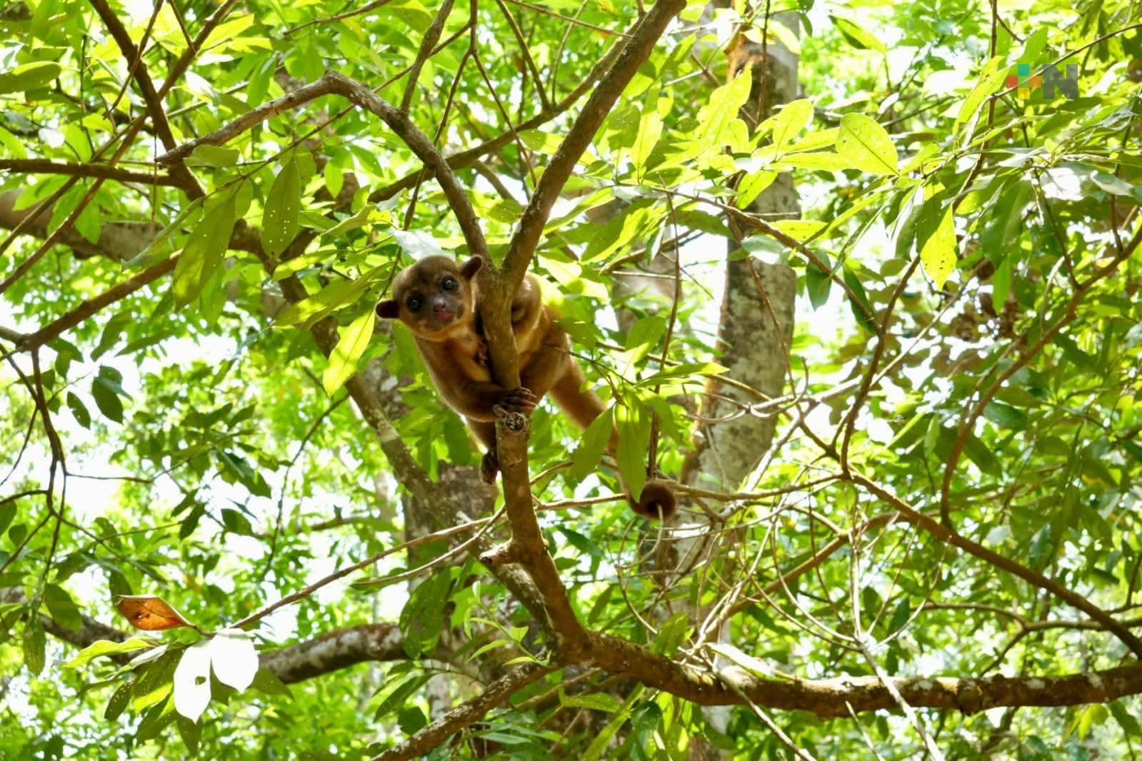Liberan a mico y boa para su conservación en Coatzacoalcos