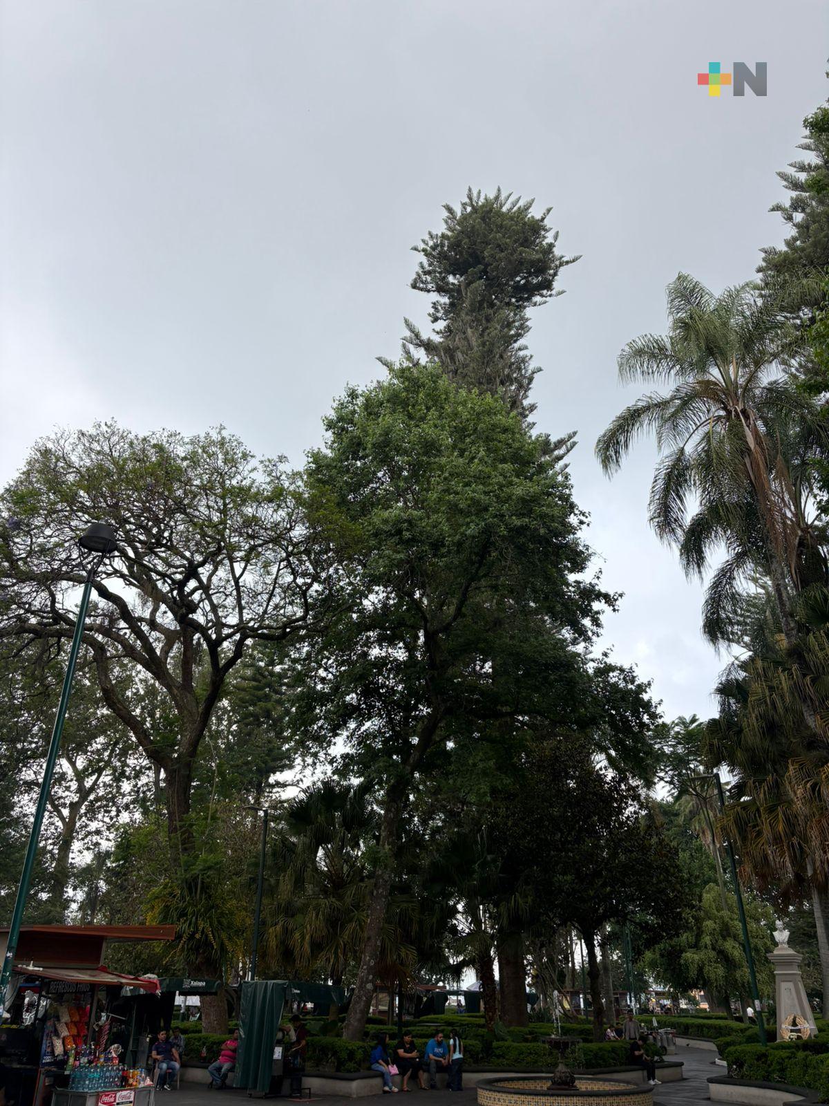 Biólogos recomiendan reforestar áreas urbanas en Xalapa