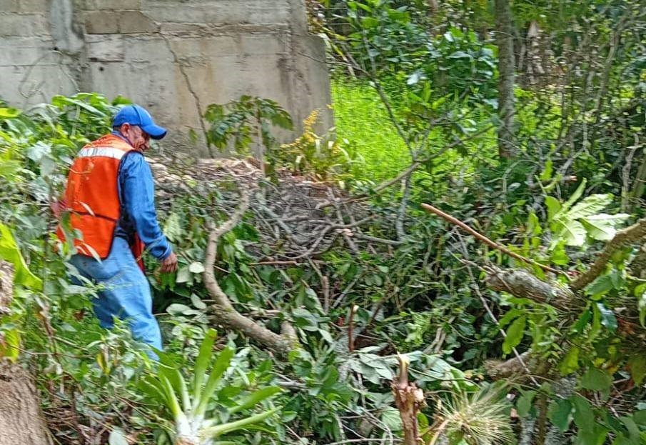 Lluvias y viento provocaron daños en servicios y jardinería en Xalapa