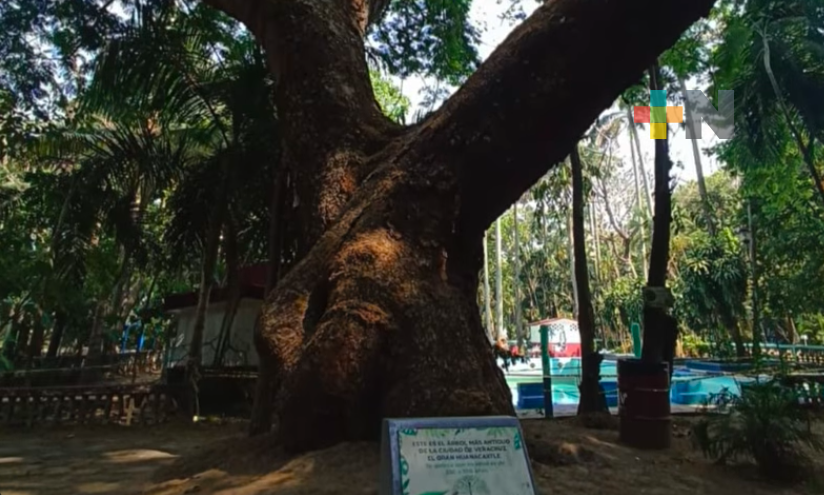 ¿Conoces uno de los árboles más longevos en Veracruz?