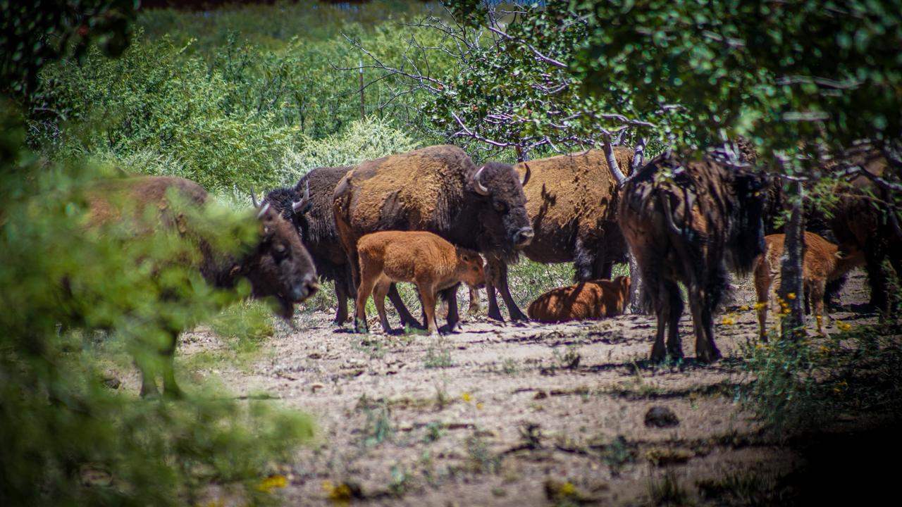 Nacen crías de bisontes en México