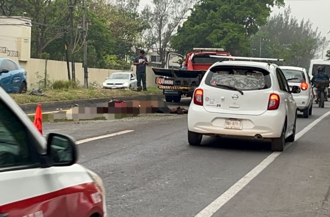 Muere Caballo tras ser atropellado en carretera Veracruz – Xalapa