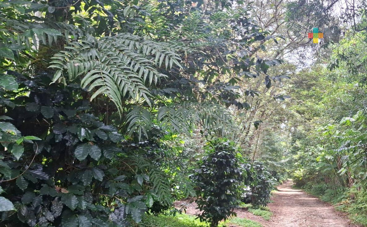 Cultivo de café bajo sombra mejora la calidad del aromático