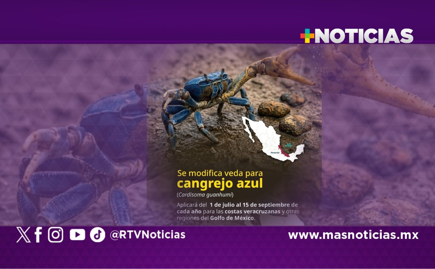 Bien vista ampliación de veda del cangrejo azul en Veracruz