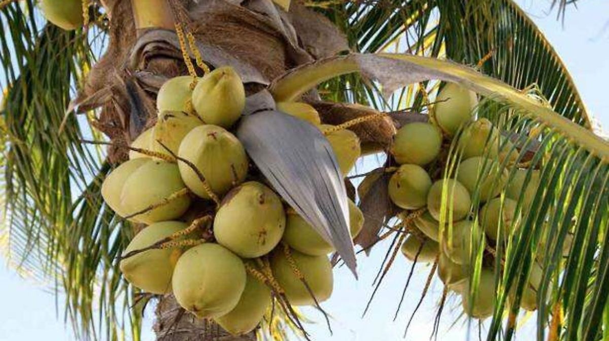 Robo de cocos en la ciudad de Veracruz