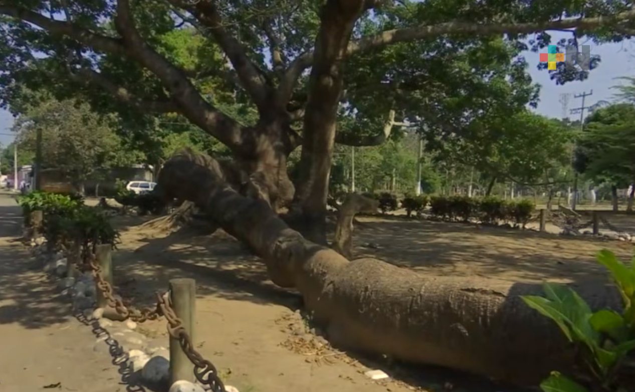 El árbol de Cortés, ceiba ubicada en el municipio de La Antigua