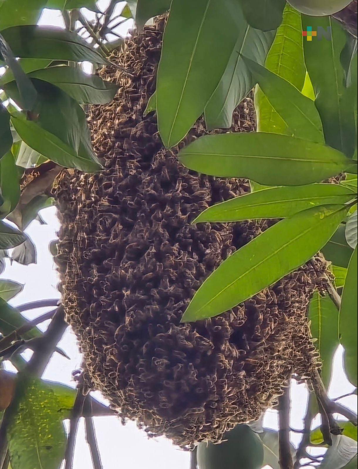 PC llama a tomar precauciones ante presencia de enjambres de abejas