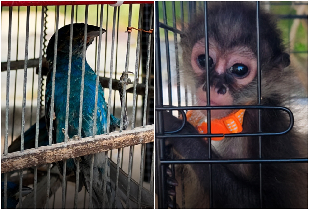 Rescata Profepa 482 ejemplares de flora y fauna silvestre en operativo contra el tráfico ilegal en entidades del sureste