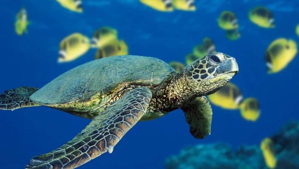Día Mundial de las Tortugas