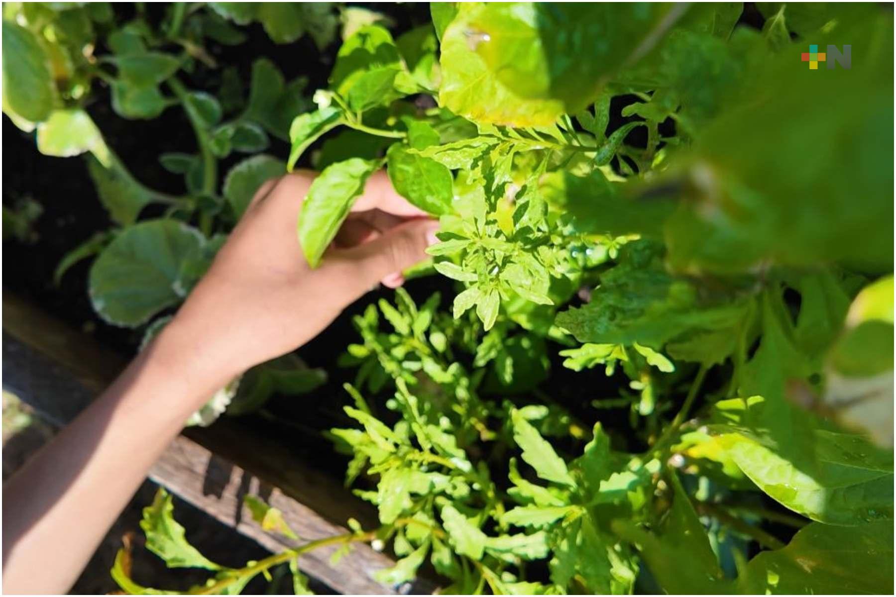 Secundaria de Coatzacoalcos impulsa primer huerto agroecológico escolar
