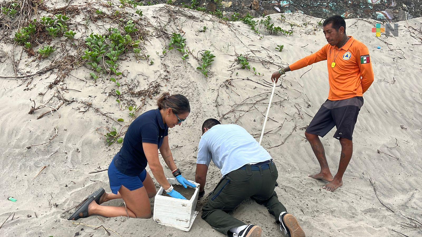 Aseguran más de cien huevos de tortuga marina en playa Gaviota de Boca del Río