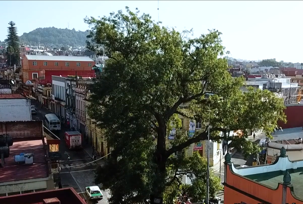 El árbol de Xalapa es patrimonio histórico natural