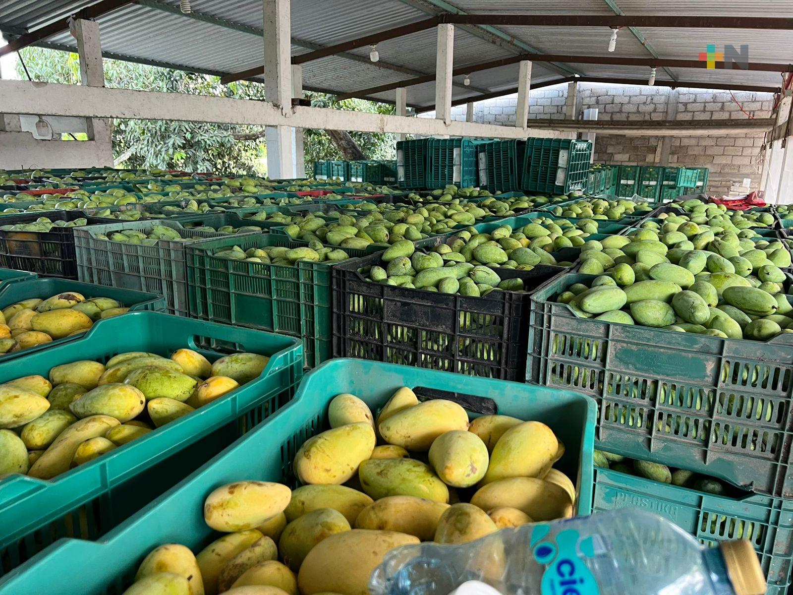 Lluvias revitalizan la producción de mango en la cuenca del Papaloapan