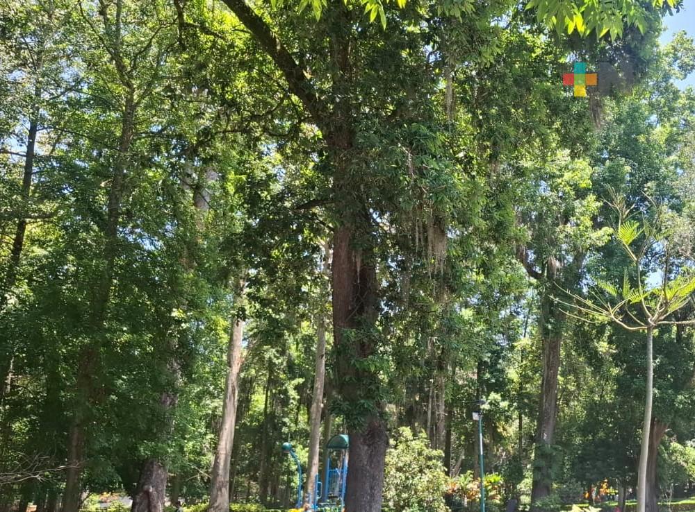 Las áreas verdes de Xalapa son refugio para la fauna silvestre