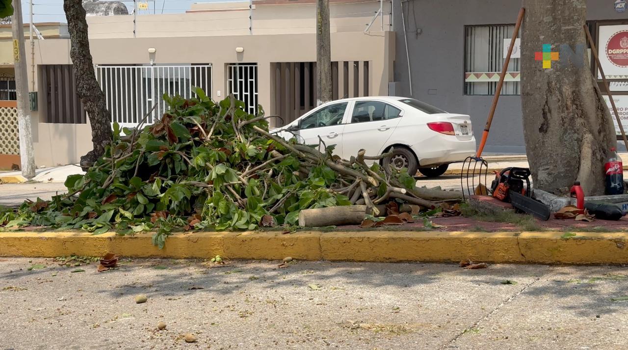 Realizan poda y mantenimiento de árboles en Coatzacoalcos