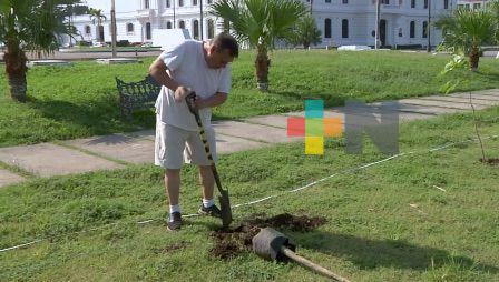 Invitan a sembrar palmeras en calles de Veracruz puerto