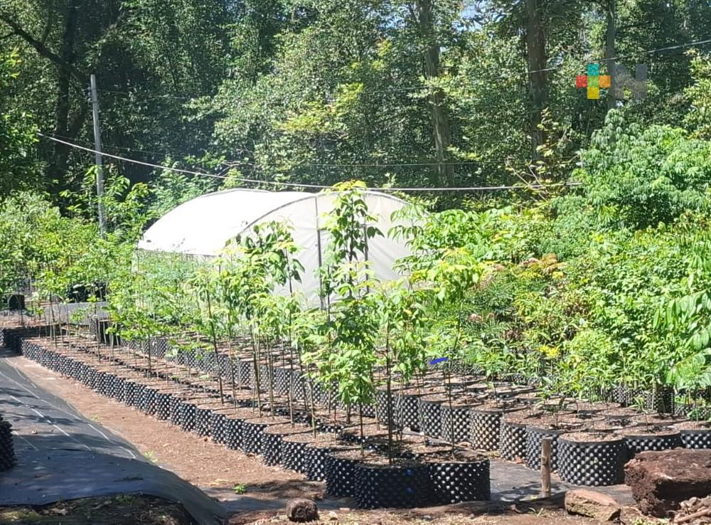 Conoce cómo se producen los árboles que se siembran en Xalapa