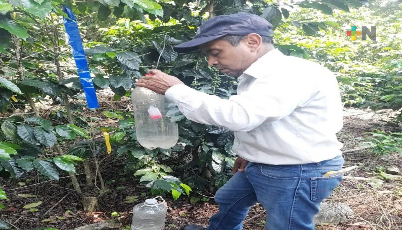 Con trampas artesanales, productores de café evitan daños a sus cultivos
