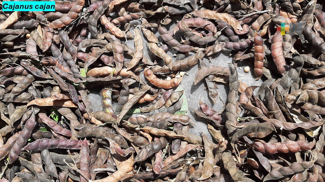 Investigadores implementarán abonos verdes para reducir el uso de fertilizantes tradicionales