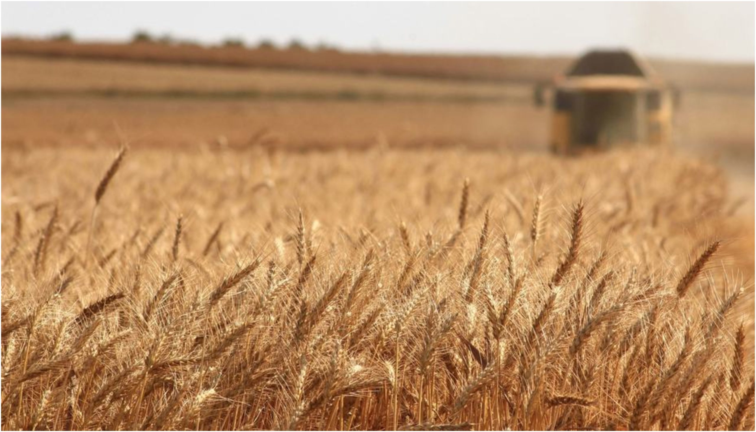 Suben los precios mundiales de cereales por preocupaciones climáticas y mayores costos de producción