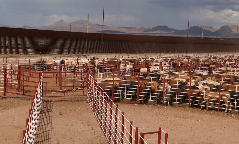 Suspenden importación animal por gusano barrenador