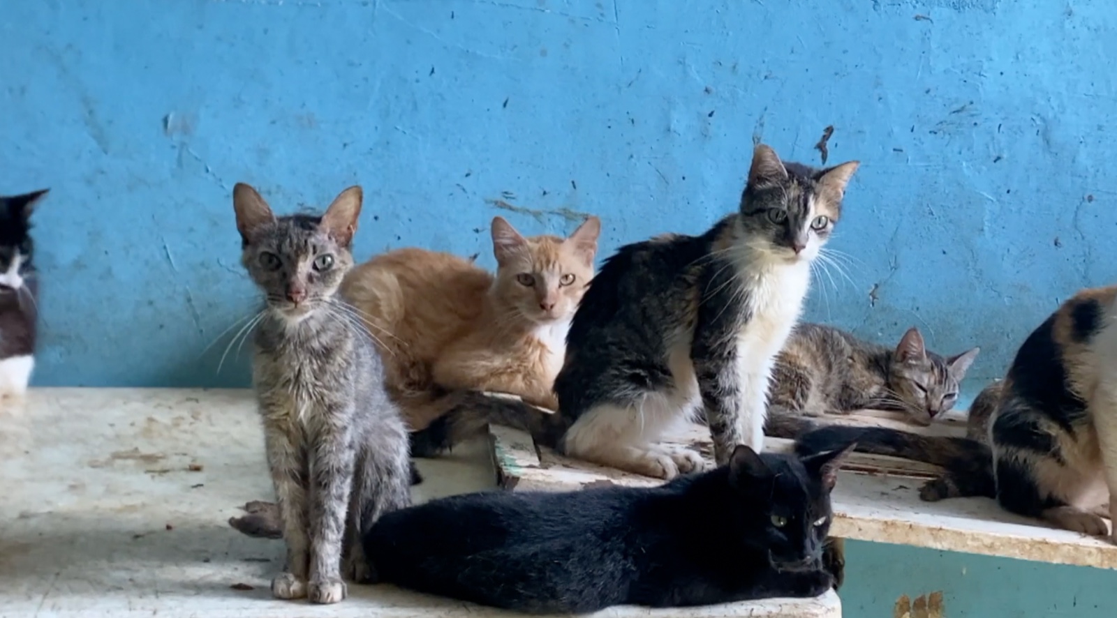 Campaña de esterilización felina gratuita en Veracruz puerto